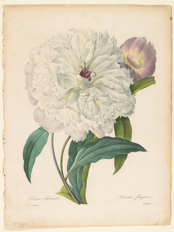 Paeonia flagrans (Peony), After Pierre-Joseph Redouté, 1827
