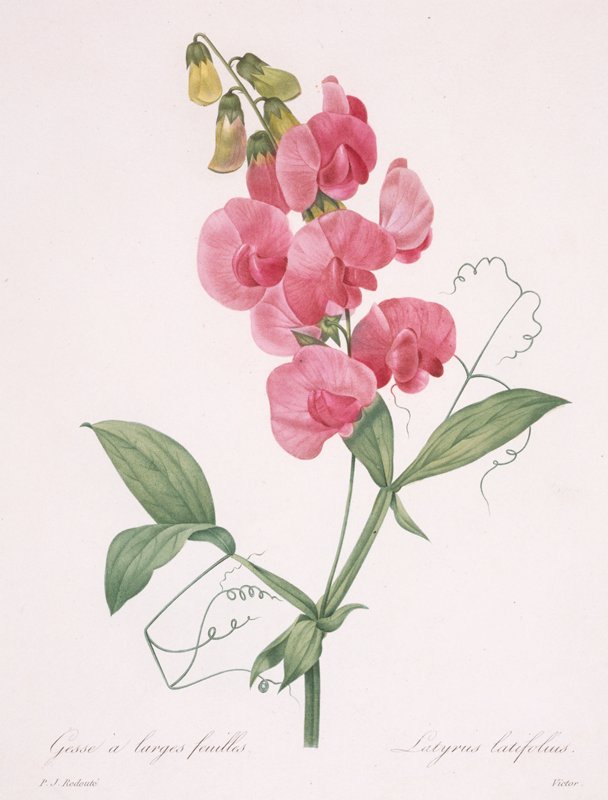 Lathyrus latifolius (Everlasting Pea), After Pierre-Joseph Redouté, 1827
