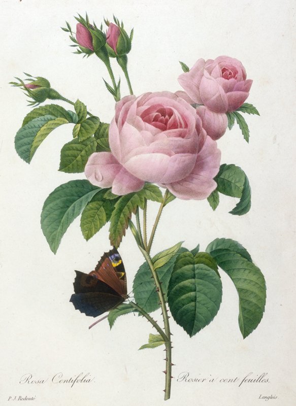 Rosier a cent feuilles, from Choix Des Plus Belle Fleurs et des Plus Beaux Fruits, François Langlois, 1827