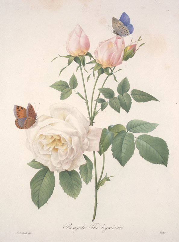 Bengale Thé hyménée, from Choix Des Plus Belle Fleurs et des Plus Beaux Fruits, Victor, 1827