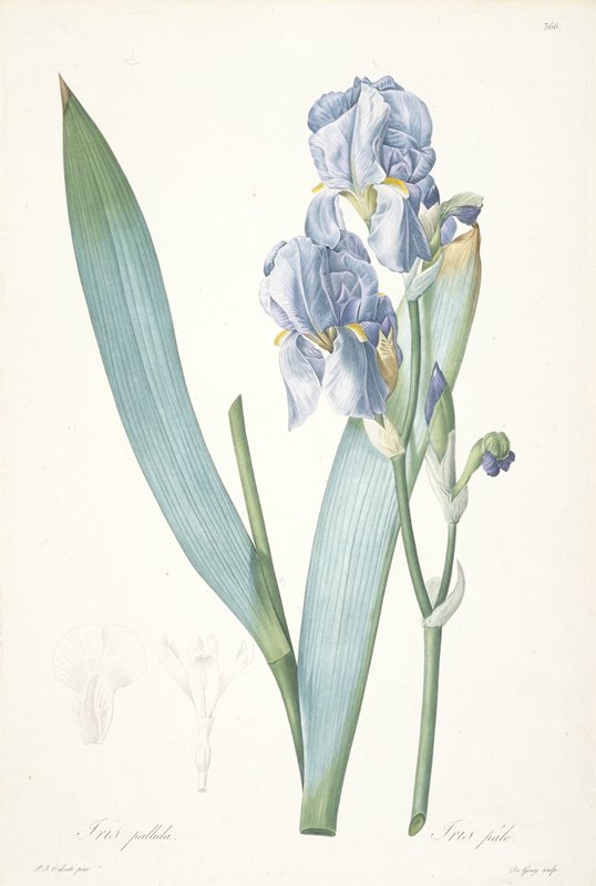 Iris Xiphium, from Choix Des Plus Belle Fleurs et des Plus Beaux Fruits, François Langlois, 1827