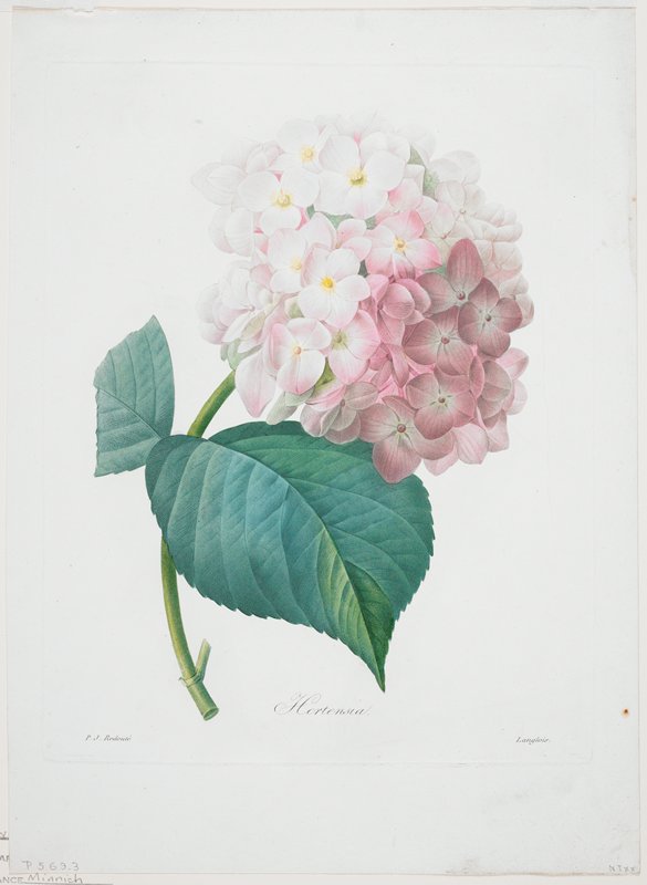 Hortensia, from Choix Des Plus Belle Fleurs et des Plus Beaux Fruits, after Pierre-Joseph Redouté, 1827