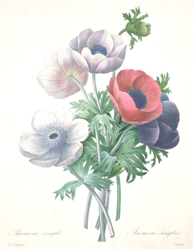 Anemone simple, from Choix des plus belle fleurs et des plus beaux fruits, François Langlois, 1827