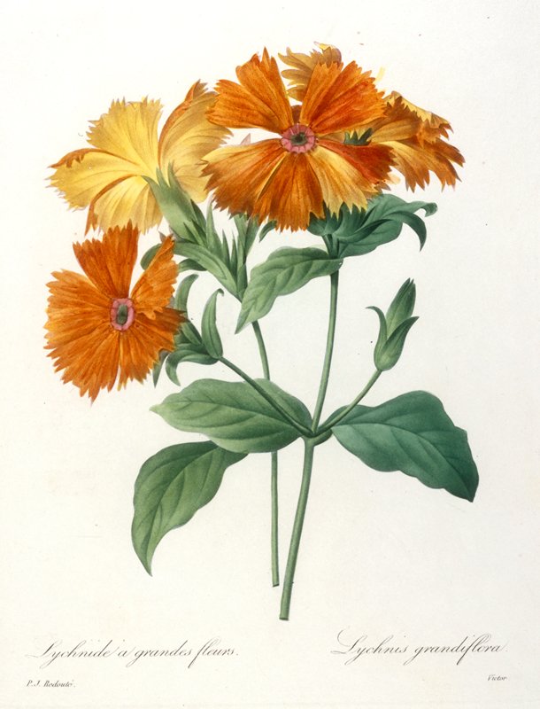 Lychnide a grandes fleurs, from Choix des plus belle fleurs et des plus beaux fruits, François Langlois, 1827