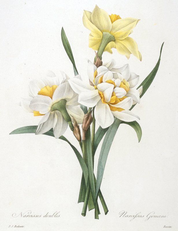 Narcissus gouani (Double Daffodil), after Pierre-Joseph Redouté, 1827