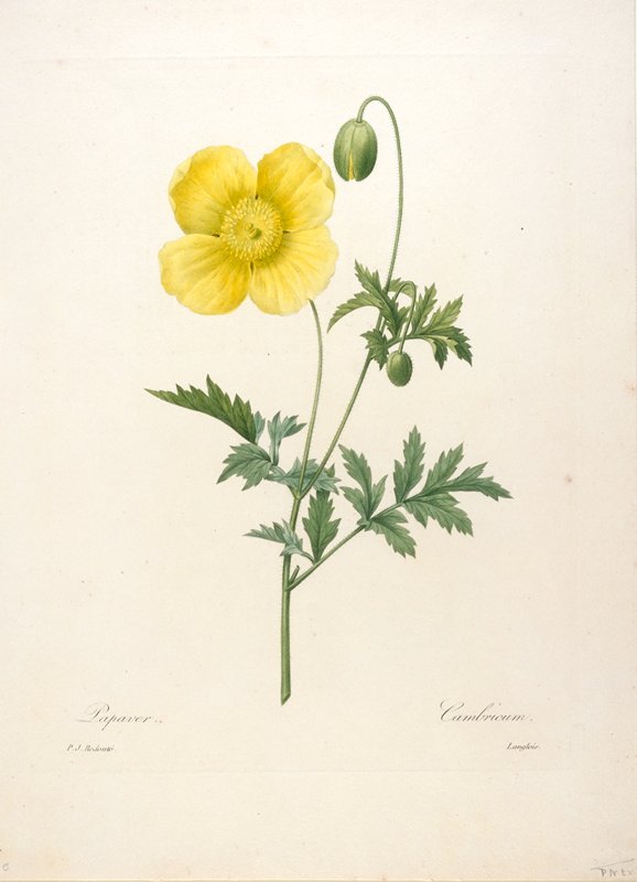 Papaver, from Choix Des Plus Belle Fleurs et des Plus Beaux Fruits, François Langlois, 1827