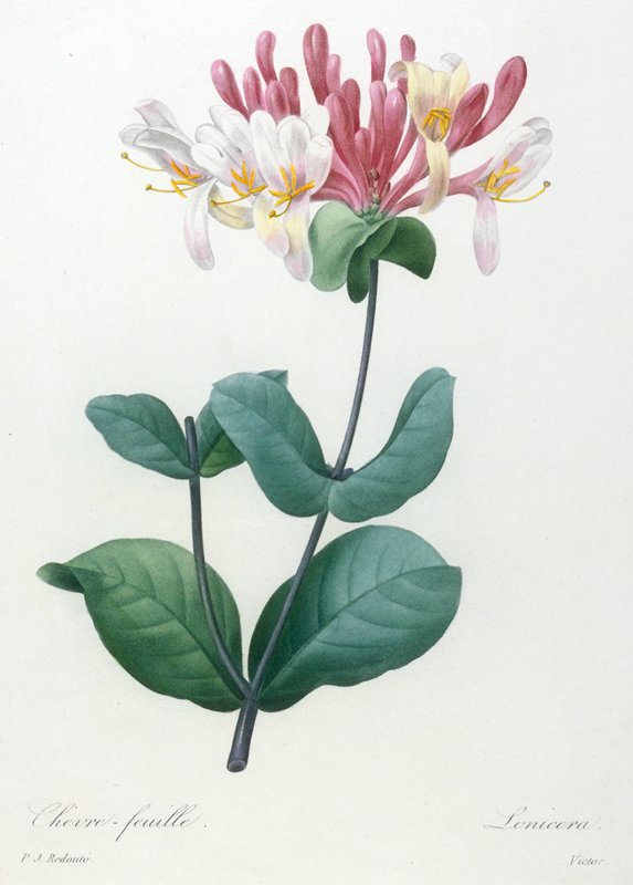 Chevre-feuille, from Choix Des Plus Belle Fleurs et des Plus Beaux Fruits, Victor, 1827