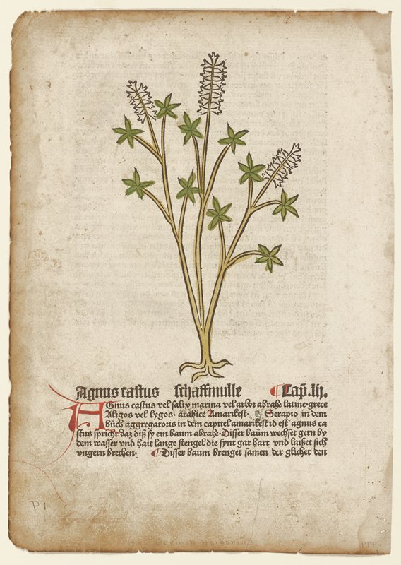 Agnus Castus, from Gart der Gesundheit (Mainz, 1485), Johannes de Cuba, 1485