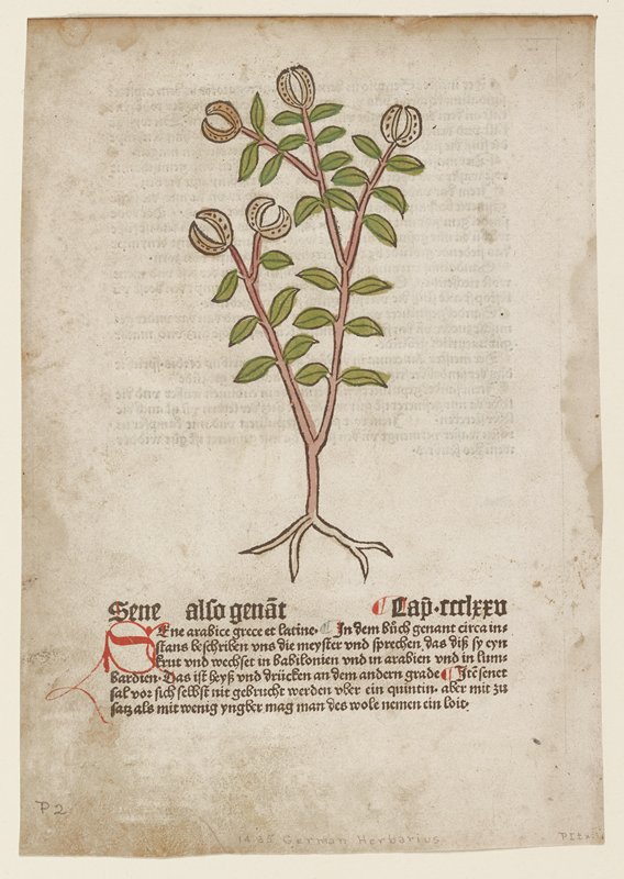 Sene also Genat, from Gart der Gesundheit (Mainz, 1485), Johannes de Cuba, 1485