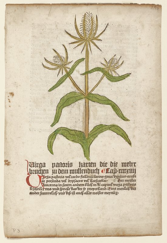 Virga Pastoris, from Gart der Gesundheit (Mainz, 1485), Johannes de Cuba, 1485