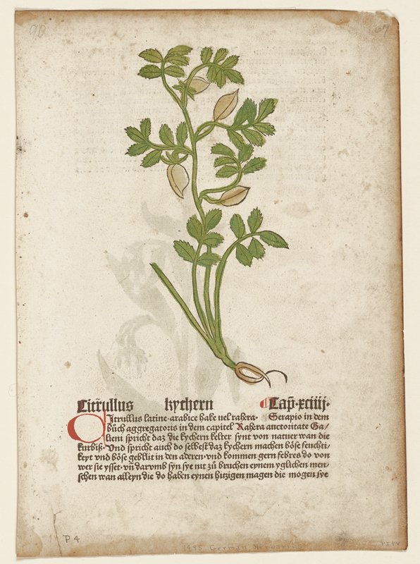 Citrullus, from Gart der Gesundheit (Mainz, 1485), Johannes de Cuba, 1485