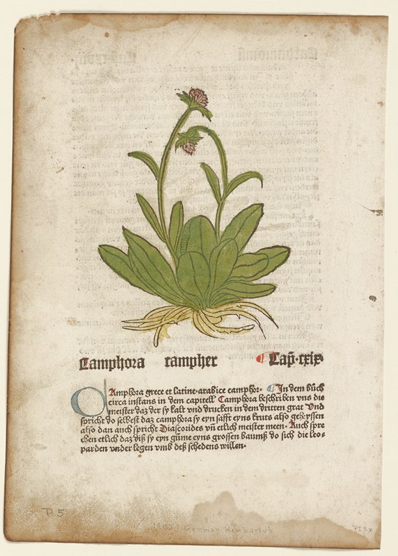 Camphora, from Gart der Gesundheit (Mainz, 1485), Johannes de Cuba, 1485