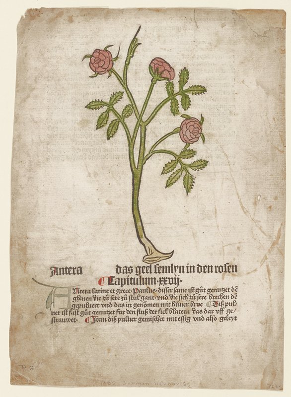 Antera, from Gart der Gesundheit (Mainz, 1485), Johannes de Cuba, 1485