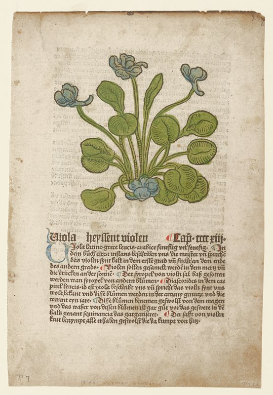 Viola, from Gart der Gesundheit (Mainz, 1485), Johannes de Cuba, 1485