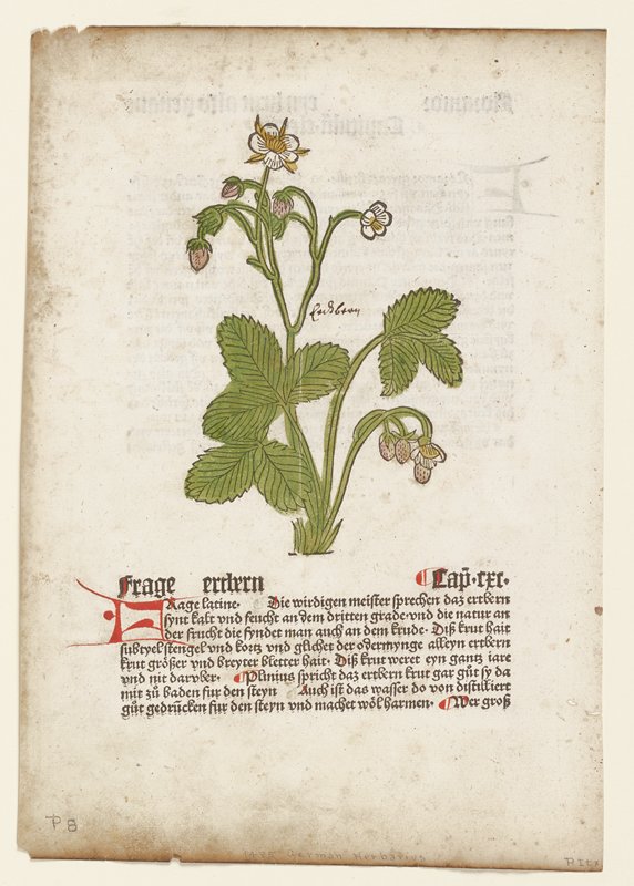 Frage, from Gart der Gesundheit (Mainz, 1485), Johannes de Cuba, 1485