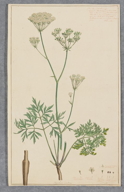 Ligusticum cornubiense (Cornish Lovage), James Sowerby, 1792 (published 1793)