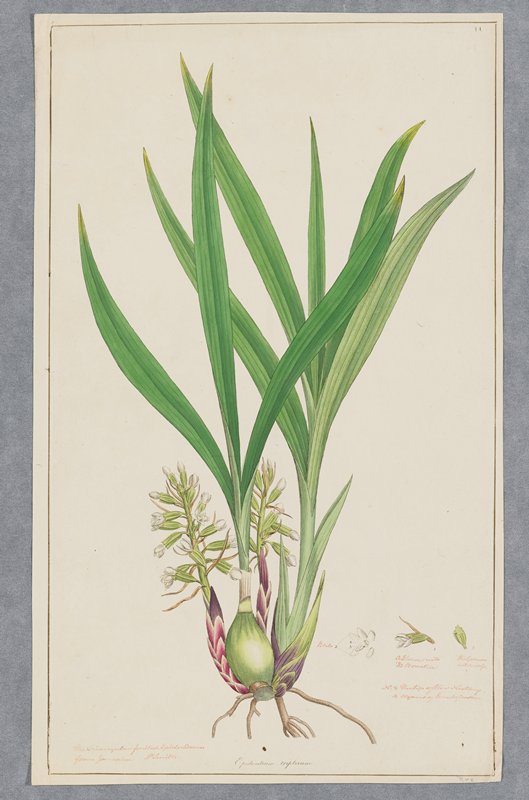 Epidendrum tripterum (Triangular-fruited Epidendrum), James Sowerby, 1793