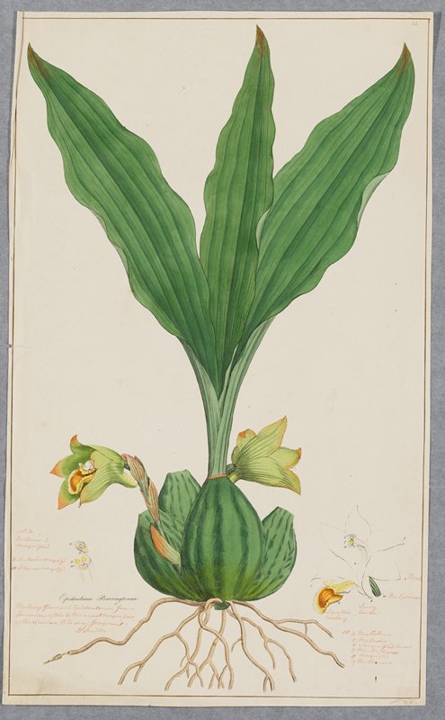 Epidendrum Barringtoniae (Large-flowered Epidendrum), James Sowerby, 1793