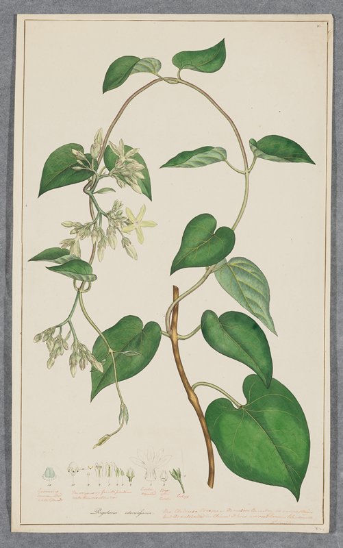 Pergularia odoratissima (Chinese Creeper), James Sowerby, 1793