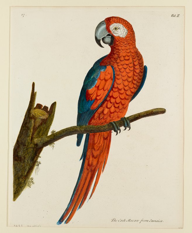 The Cock Macaw from Jamaica, Eleazer Albin, 1731–38