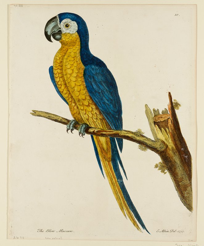 The Bleu Maccaw, Eleazer Albin, 1737