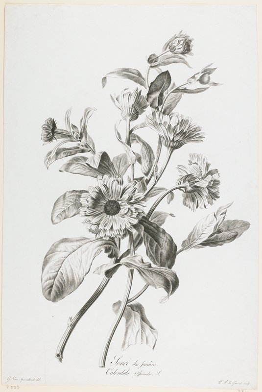 Souci des Jardins, from Fleurs Dessinees d'apres Nature, after Gerard van Spaendonck, c. 1800