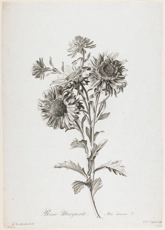 Reine-Marguerite, from Fleurs Dessinees d'apres Nature, Gerard van Spaendonck, c. 1800