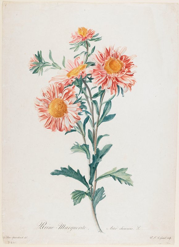 Reine-Marguerite, from Fleurs Dessinees d'apres Nature, after Gerard van Spaendonck, c. 1800