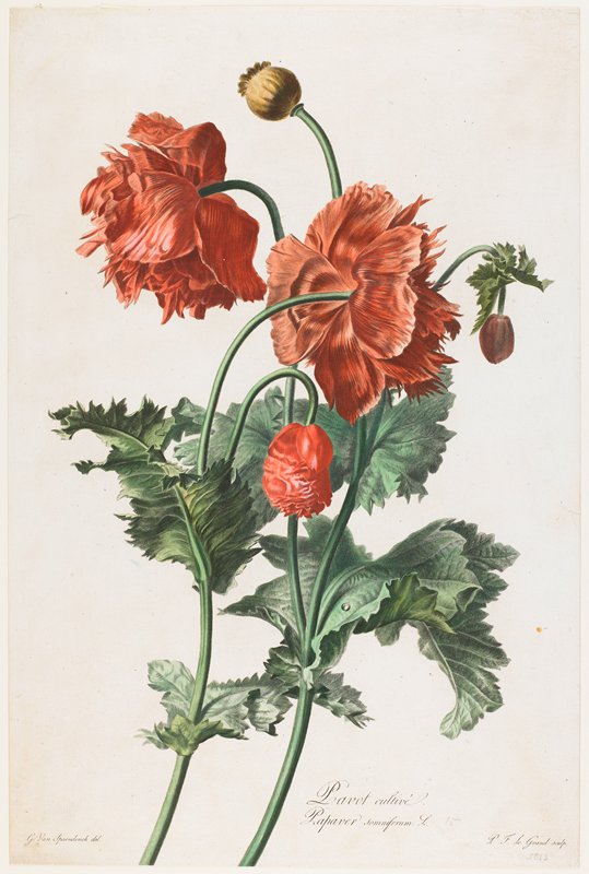 Pavot cultive, from Fleurs Dessinees d'apres Nature, after Gerard van Spaendonck, c. 1800