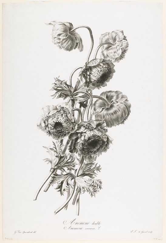 Anemone double, from Fleurs Dessinees d'apres Nature, Gerard van Spaendonck, c. 1800