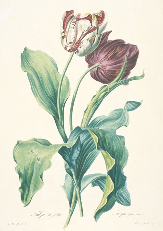 Tulipe des Jardins, from Fleurs Dessinees d'apres Nature, after Gerard van Spaendonck, c. 1800