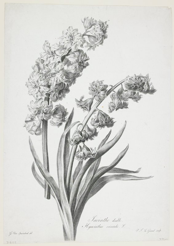 Jacinthe double, from Fleurs Dessinees d'apres Nature, after Gerard van Spaendonck, c. 1800