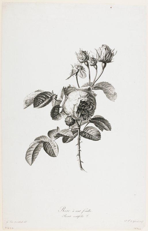 Rose a cent feuilles, from Fleurs Dessinees d'apres Nature, after Gerard van Spaendonck, c. 1800