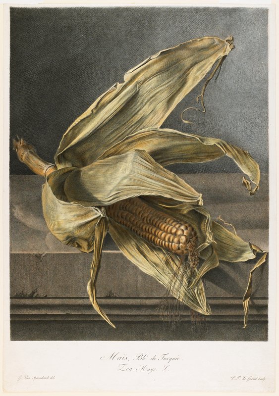 Mais, Ble de Turquie, from Fleurs Dessinees d'apres Nature, Gerard van Spaendonck, c. 1800