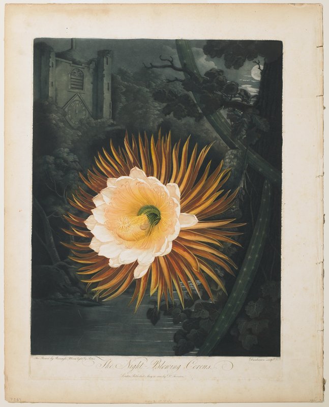 The Night-Blowing Cereus, Robert Dunkarton, May 20, 1800