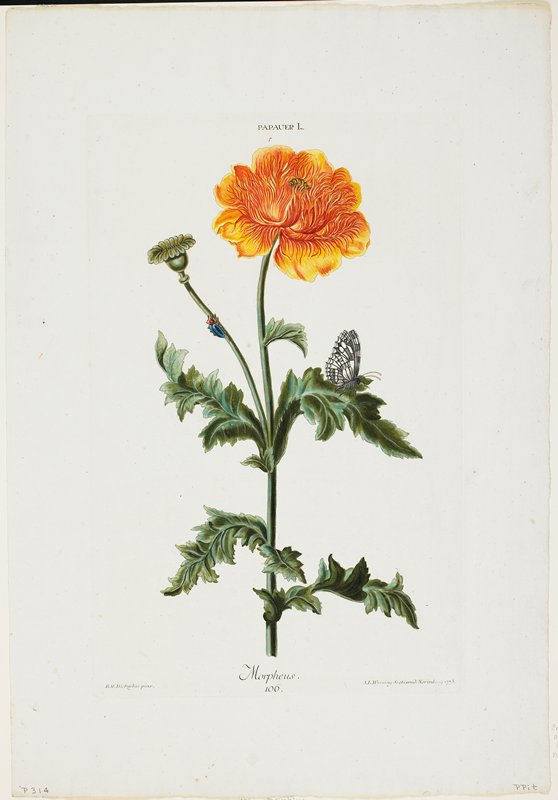 Papauer I. 106. Morpheus, from Hortus Nitidissimis, Adam Ludwig Wirsing, 1773
