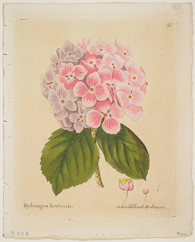 Schonbluhende Hydrangia, from Icones Plantarum Medico-oeconomico-technologicarum..., Ferdinand Bernhard Vietz, 1804