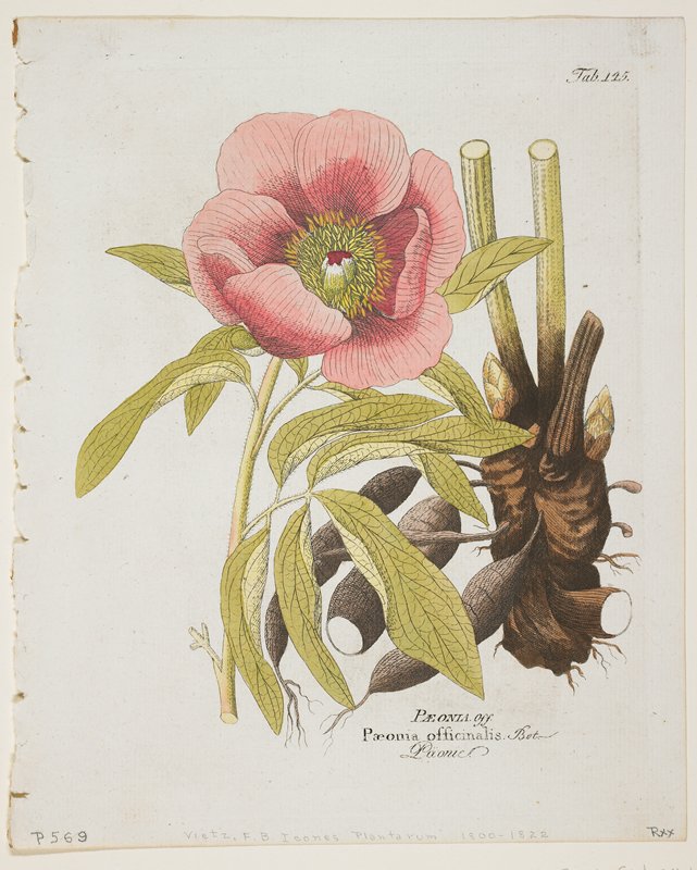 Paeonie from Icones Plantarum Medico-oeconomico-technologicarum, Ferdinand Bernhard Vietz, 1804