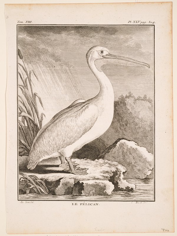 Le Pélican, Comte George-Louis Leclerc de Buffon, 1781