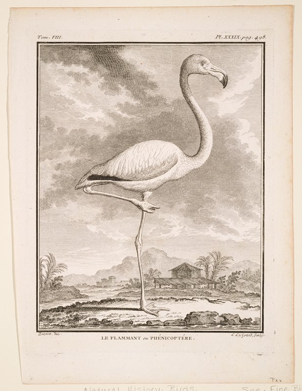 Le Flammant ou Phénicoptére, Comte George-Louis Leclerc de Buffon, 1770–83