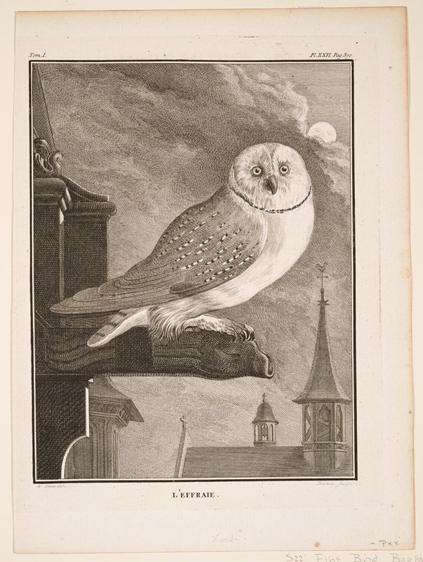 L'Effraie, Comte George-Louis Leclerc de Buffon, 1770–83