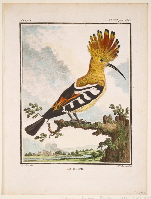 La Huppe, Comte George-Louis Leclerc de Buffon, 1779