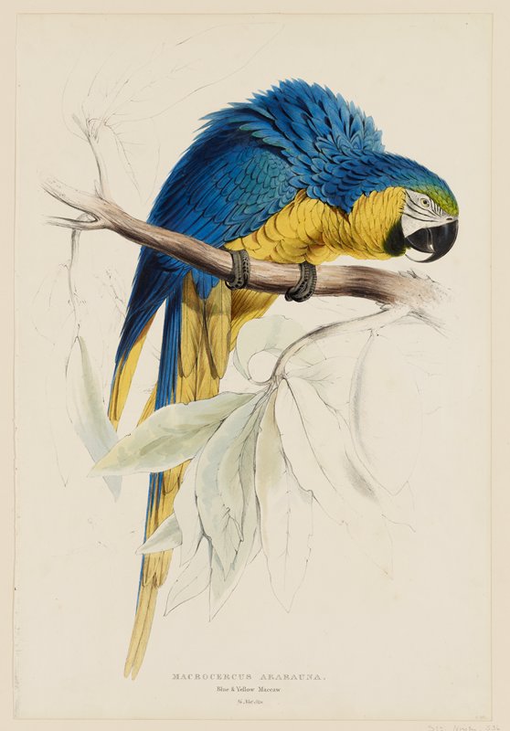 Macrocercus Ararauna.  Blue & Yellow Macaw., Edward Lear, 1830–32