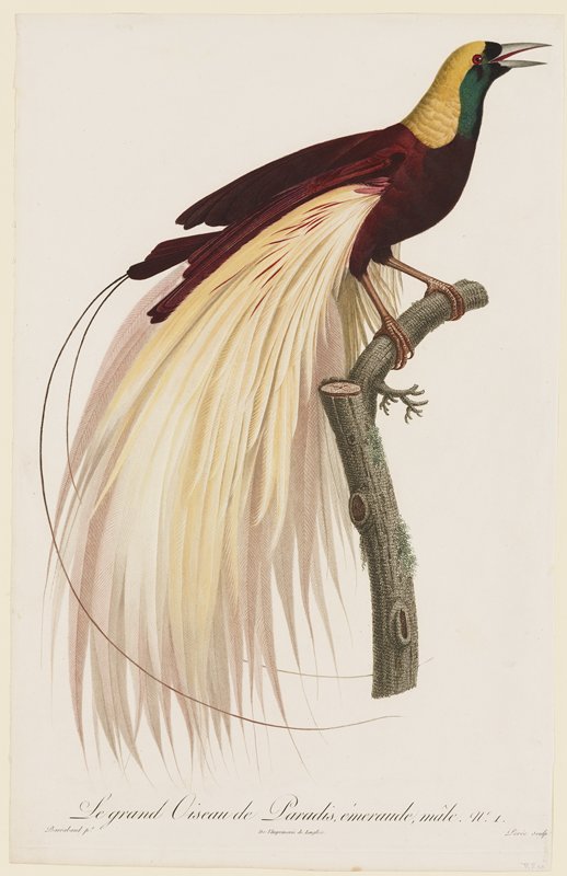 Pl.  No. 1.  Le grand Oiseau de Paradis, emeraude, male., François Levaillant, 1801–1806