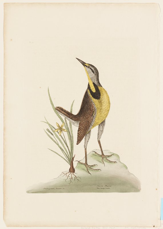 The Large Lark, Mark Catesby, 1731–43