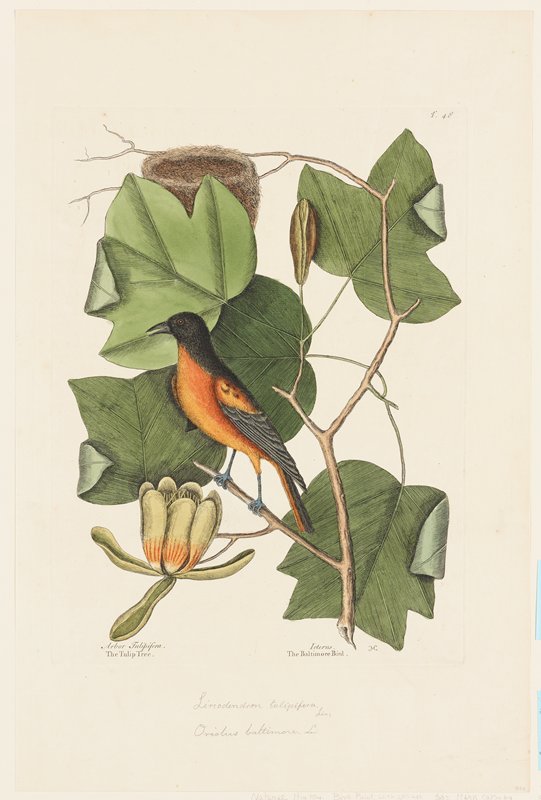 The Baltimore Bird, Mark Catesby, 1731–43