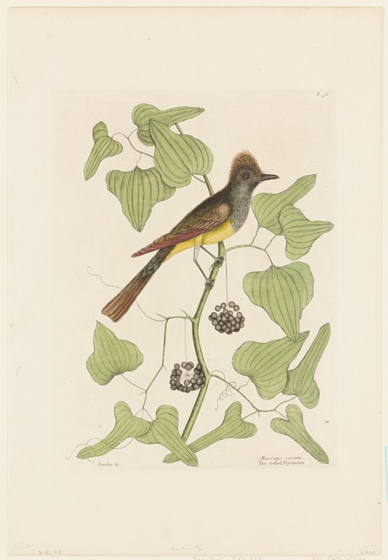 The Crested Flycatcher, Mark Catesby, 1731–43