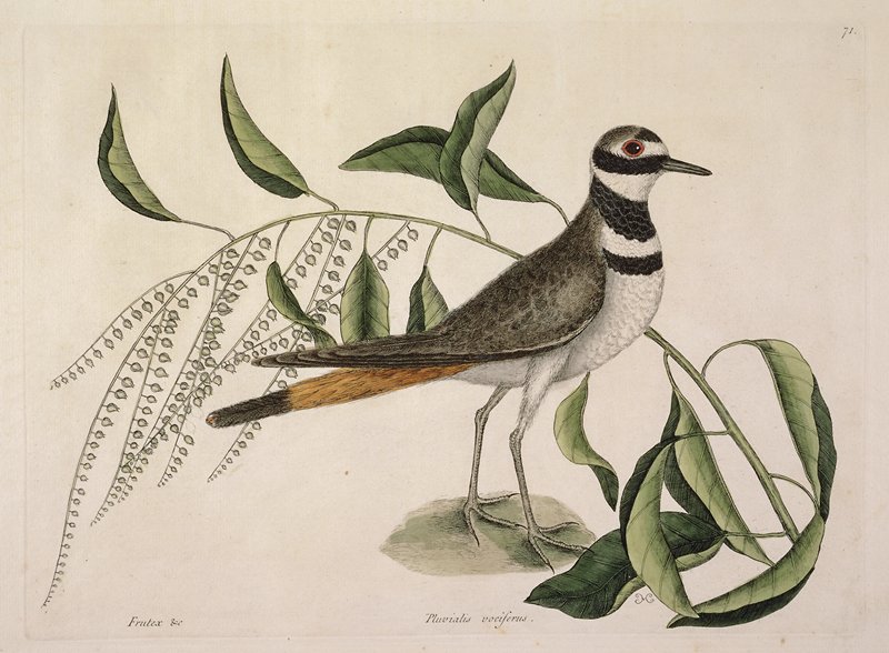 Chattering Plover, Mark Catesby, 1731–43