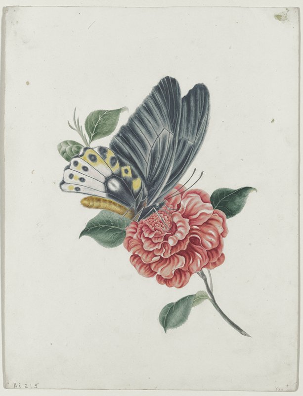 Papilio Panthous, after Edward Donovan, c. 1800