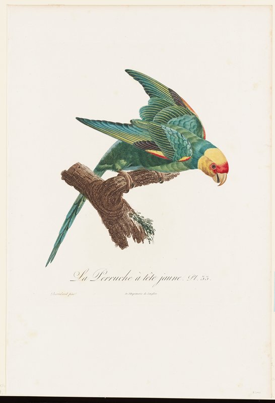 La Perruche à tête jaune, François Levaillant, 1801–1805